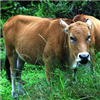 母牛繁殖“三多法”