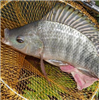 罗非鱼的苗种越冬技术