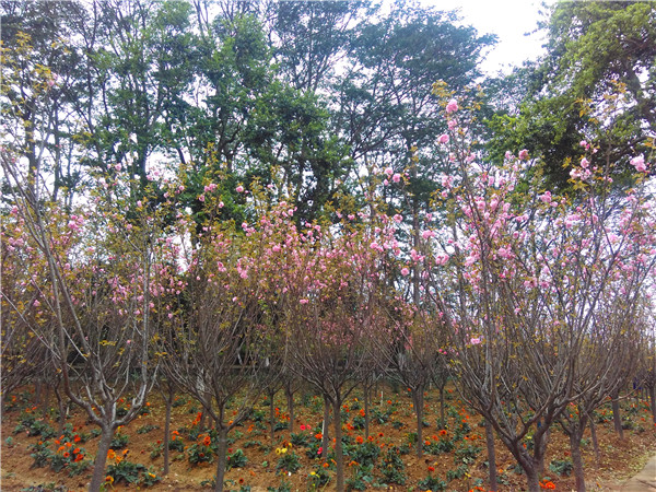 东莞松山湖哪里可以观赏樱花推荐