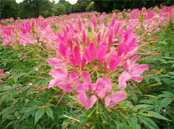 东莞松山湖梦幻百花洲