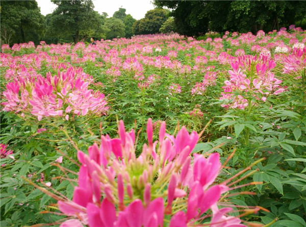 东莞松山湖梦幻百花洲