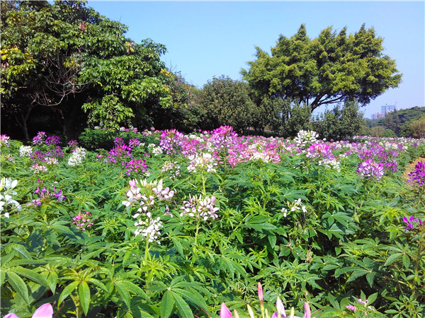 东莞松山湖梦幻百花洲