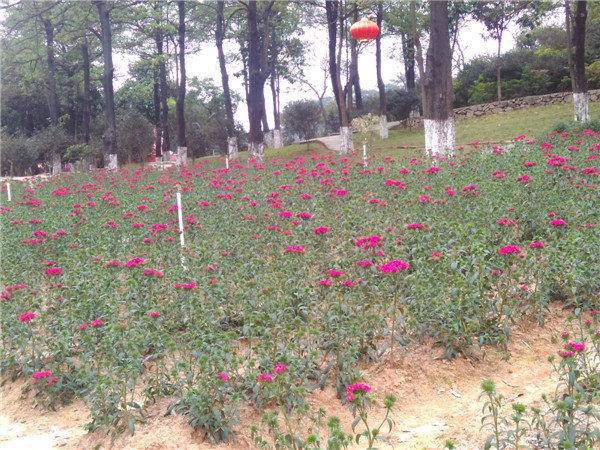 东莞松山湖梦幻百花洲的花