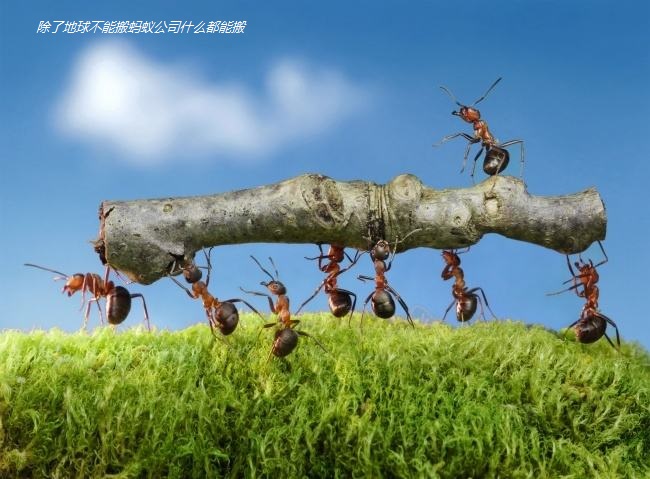 蚂蚁搬家