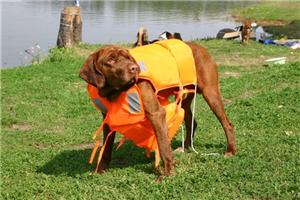 DOG207 dog life vest