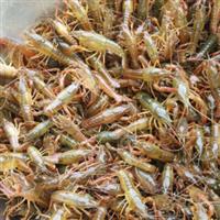 淡水蟹养殖